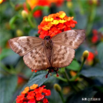 复仇者风暴正版下载